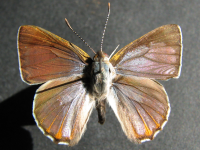 Hypochrysops ignita chrysonotus - Adult